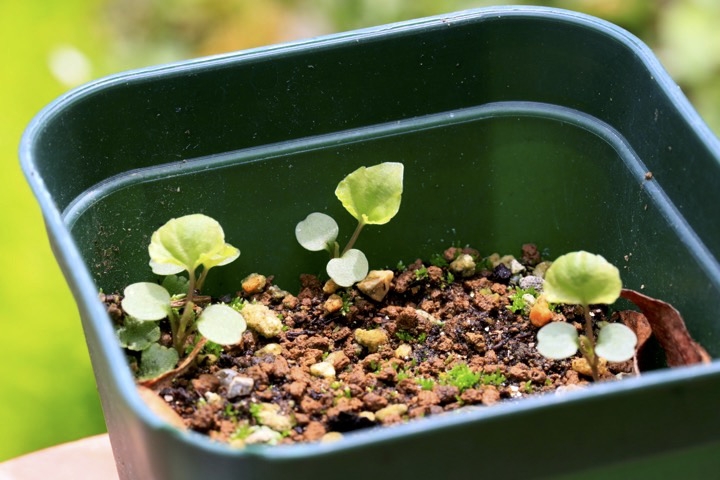 タチツボスミレの発芽