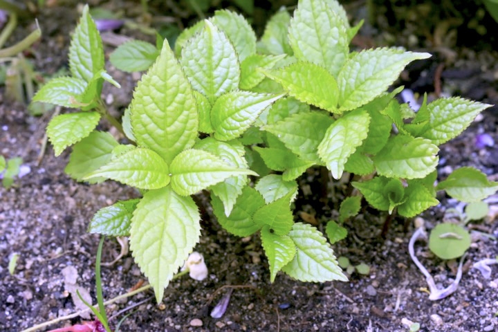 フタリシズカの芽生え