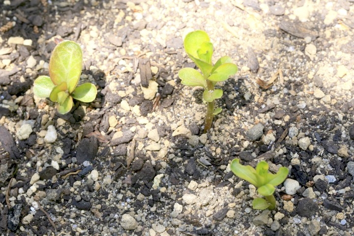 ヌマトラノオの芽生え