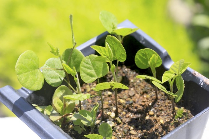 ヤブマメの発芽