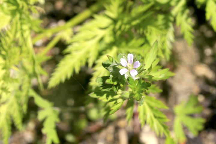 アメリカフウロの開花