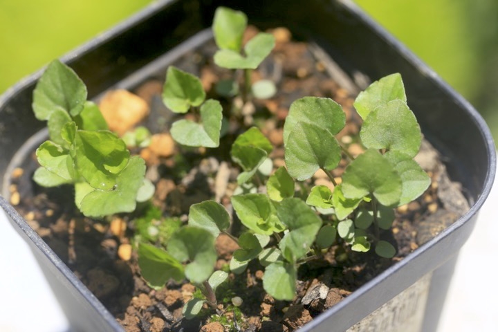 タチツボスミレの発芽