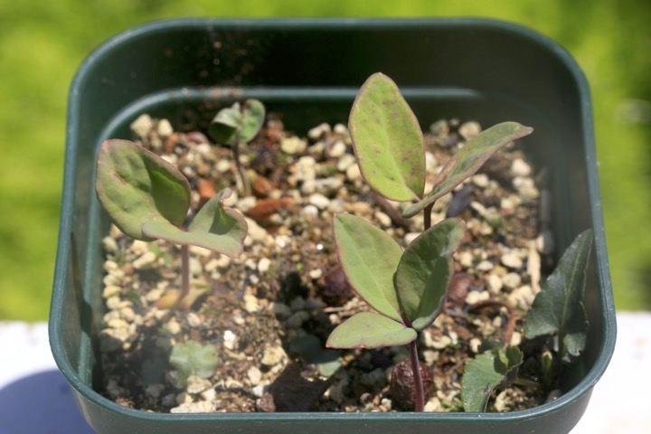 ヤマシャクヤクの発芽