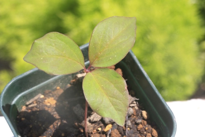 ベニバナヤマシャクヤクの芽生え