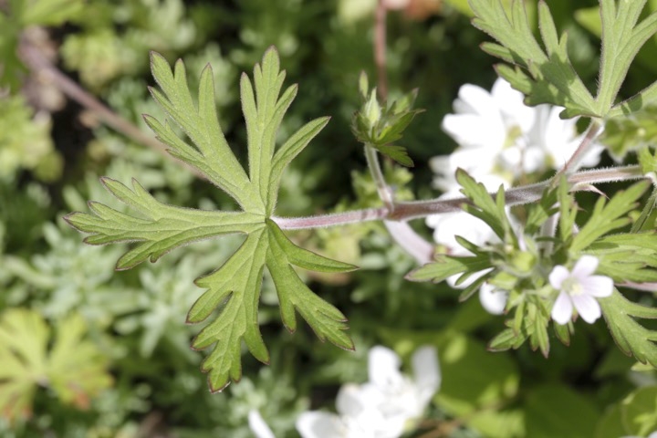 アメリカフウロの葉
