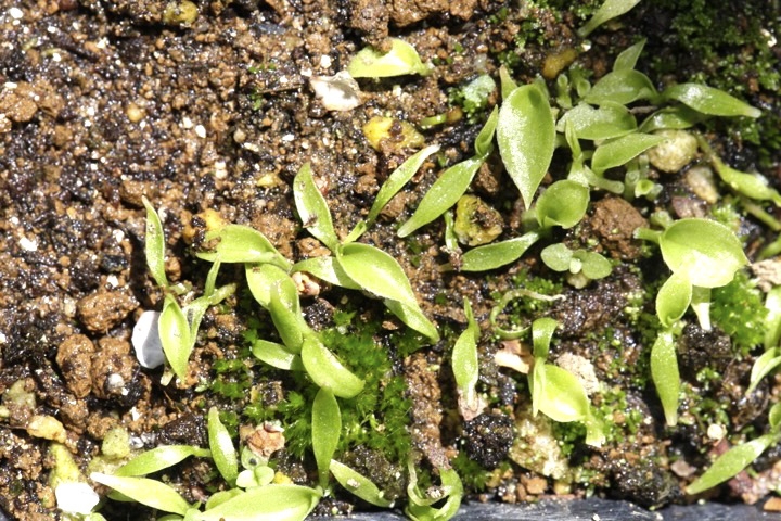 ジョウロウホトトギスの発芽