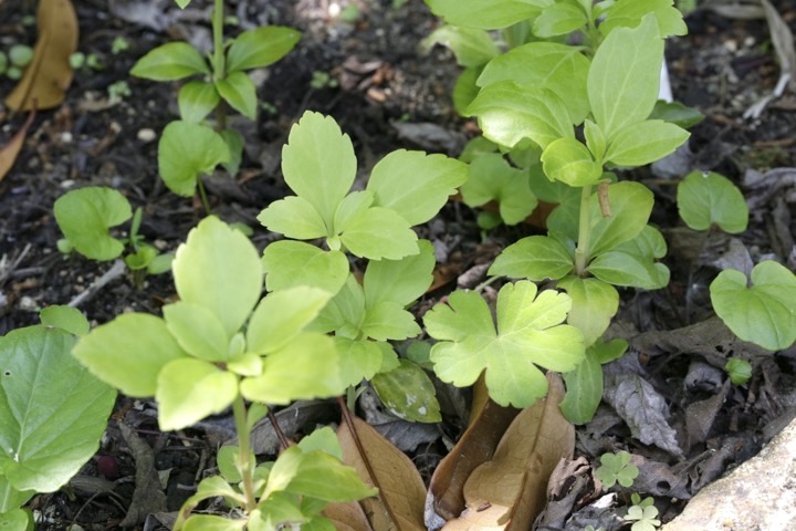 フッキソウの若木