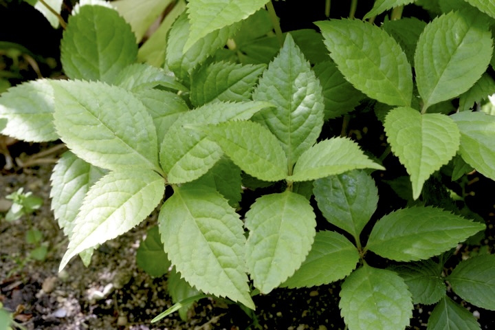 フタリシズカの葉