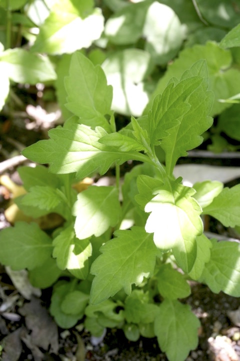 ユウガギクの芽生え