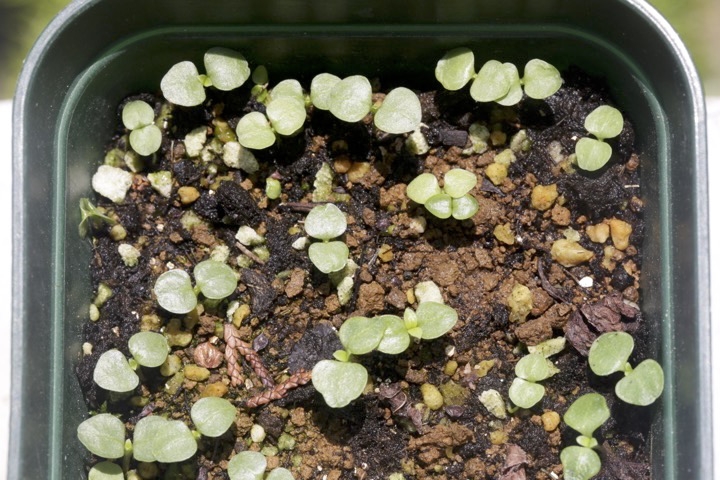 ツルリンドウの発芽