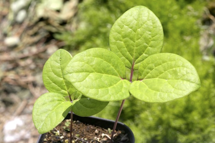 ２年目のヤマシャクヤク