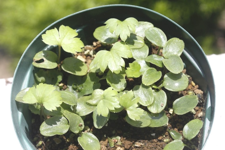 レンゲショウマの発芽