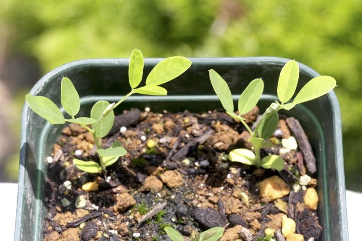 シロバナハギの発芽