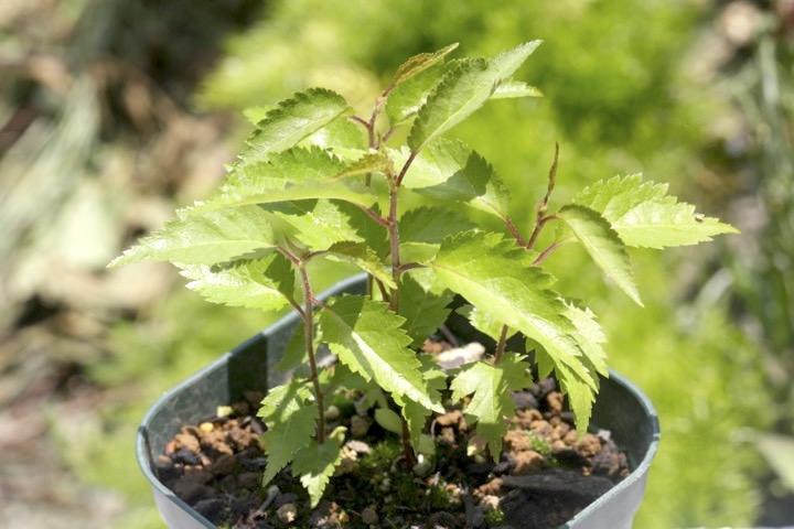 マメザクラの発芽