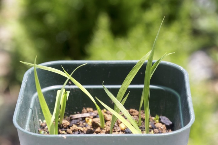 ヒメシャガの発芽
