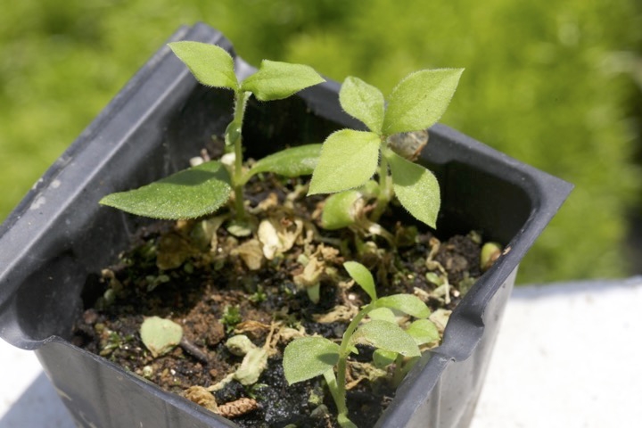 フシグロセンノウの芽生え