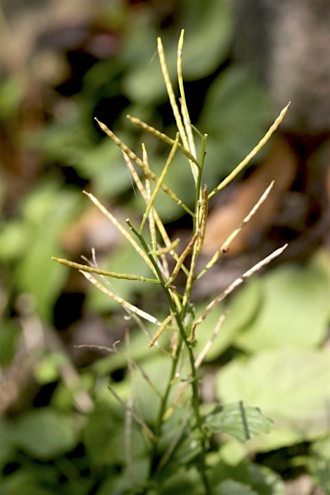 ヤマガラシの実