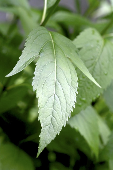 フジバカマの葉