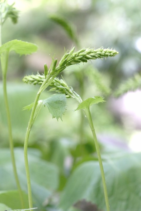 メタカラコウの蕾