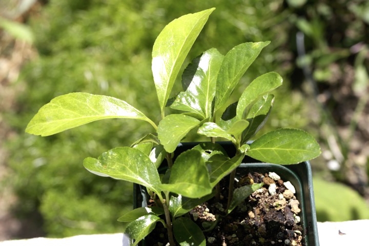 コクサギの発芽