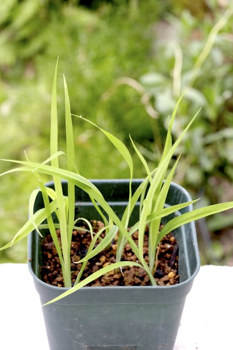 ヒメシャガの発芽