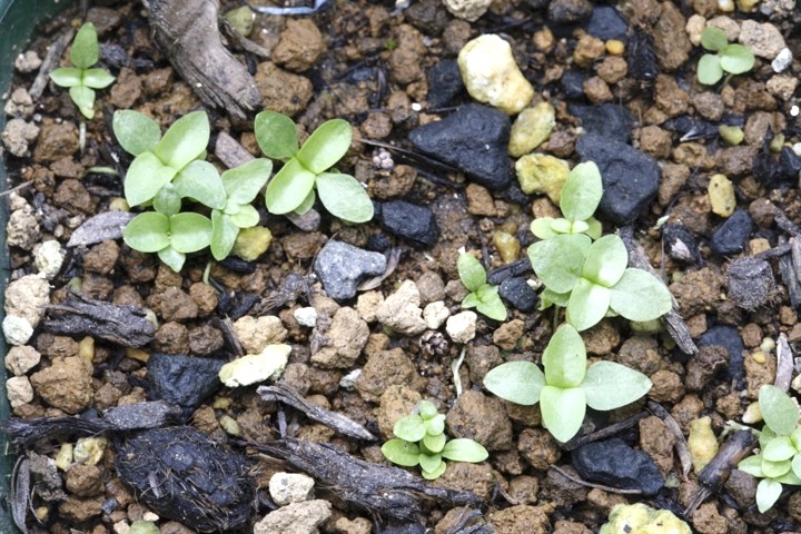 リンドウの発芽