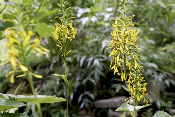 メタカラコウの開花