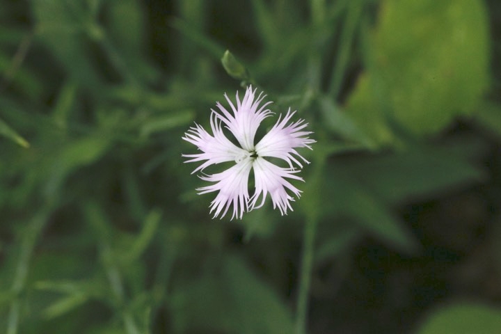 タカネナデシコの開花
