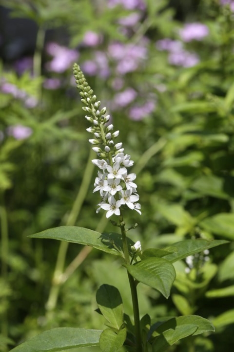 ヌマトラノオの開花