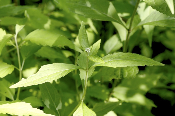 ヒヨドリバナの蕾