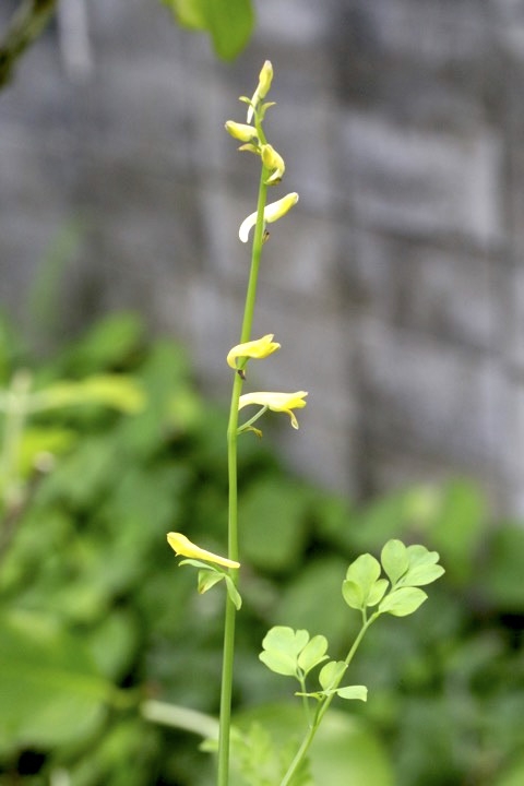 ツルキケマンの開花
