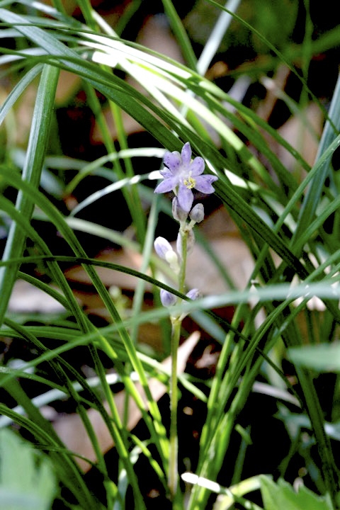ヒメヤブランの開花