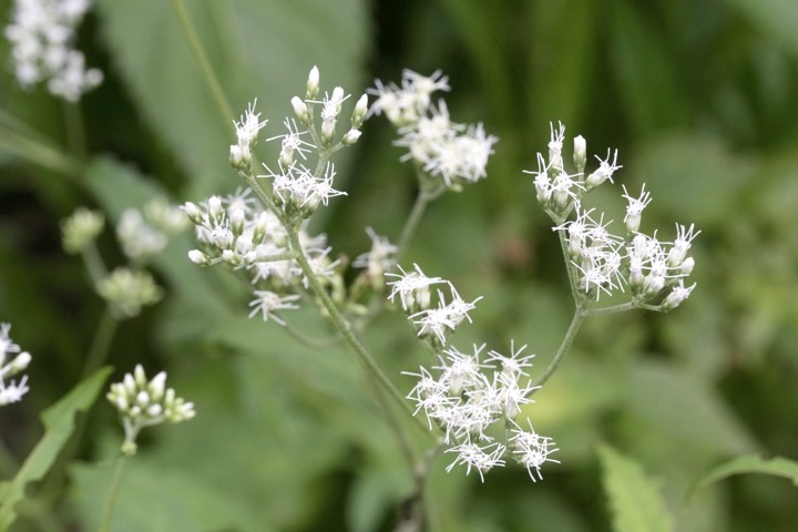 ヒヨドリバナの開花