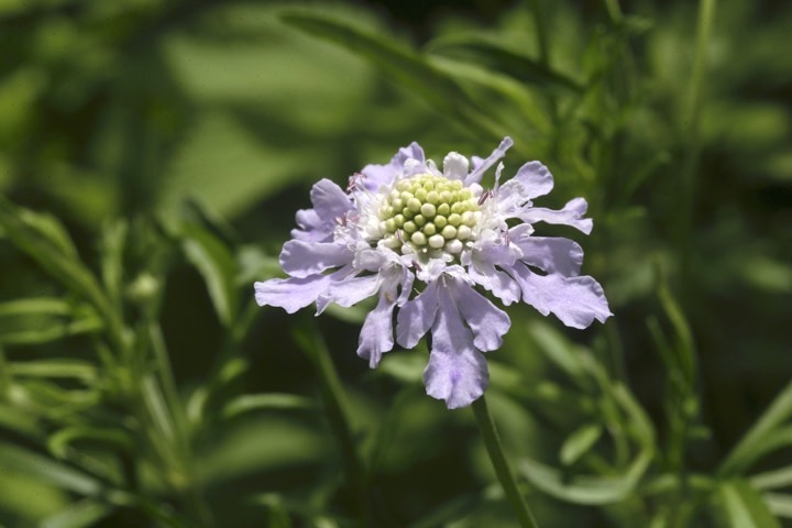 マツムシソウの開花