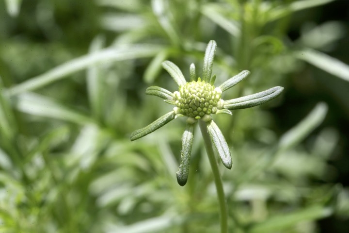 マツムシソウの蕾