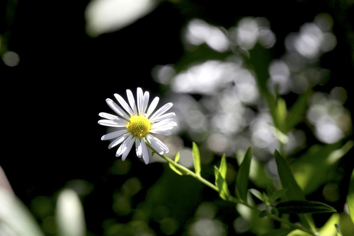 ユウガギクの開花