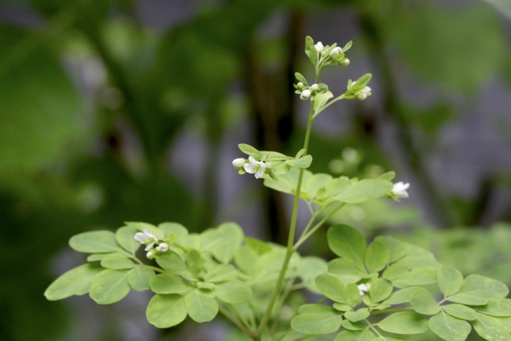 マツカゼソウの開花