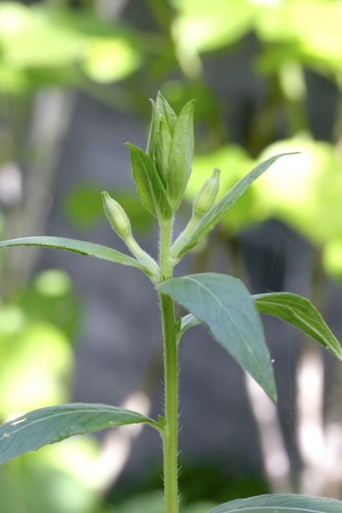 マツヨイグサの蕾