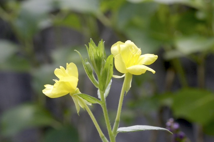 マツヨイグサの開花