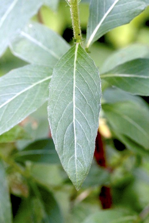 マツヨイグサの葉