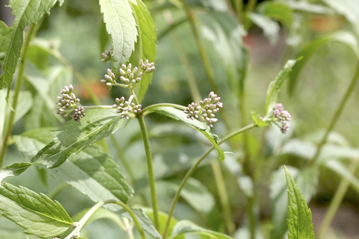 フジバカマの蕾