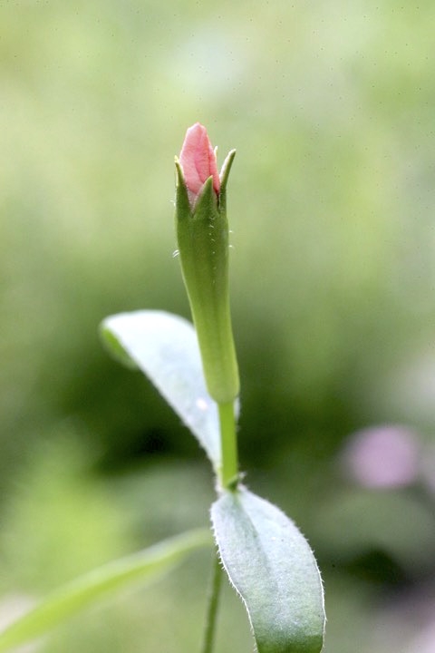 フシグロセンノウの蕾