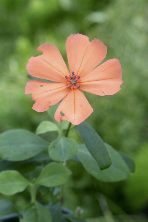 フシグロセンノウの開花