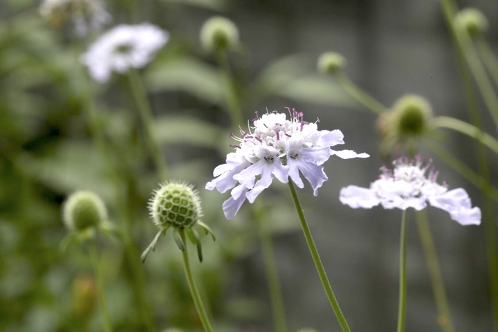 マツムシソウの実
