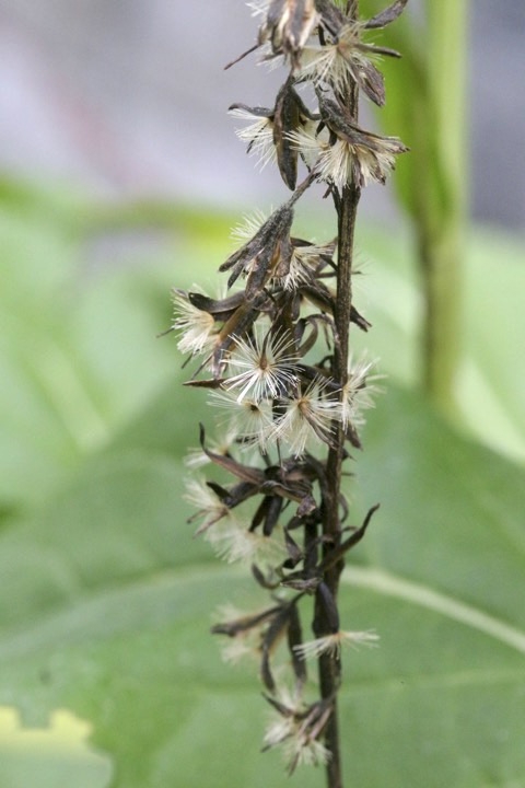 メタカラコウの実