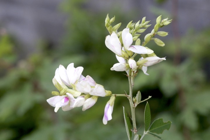 シロバナハギの開花