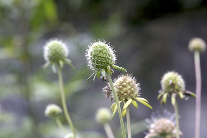 マツムシソウの実