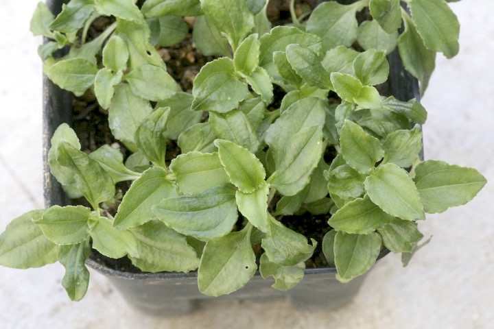 ツルリンドウの発芽