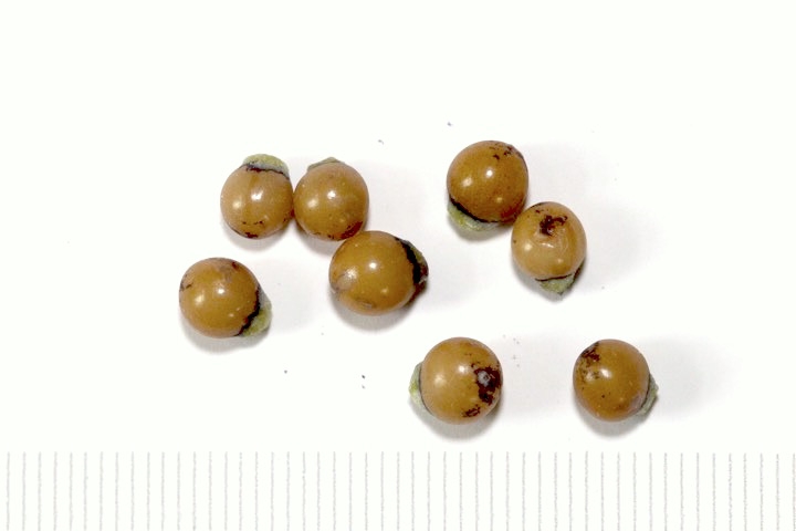 ヒメヤブランの種