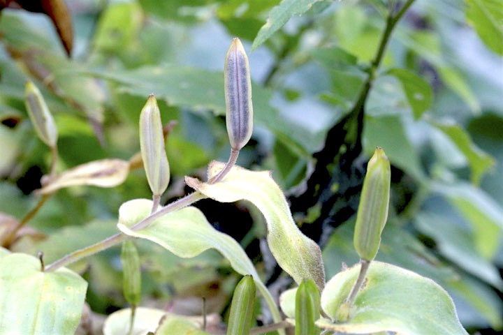 ホトトギスの実